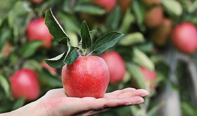 Der SEO Low Hanging Fruits Index – Seiten mit hohem SEO Potential identifizieren